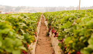 Berry Patch