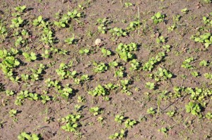Brassica Closeup