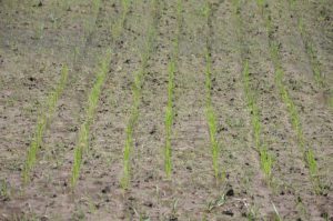 Organic Presidio variety rice seedlings at the Beaumont Testing Site
