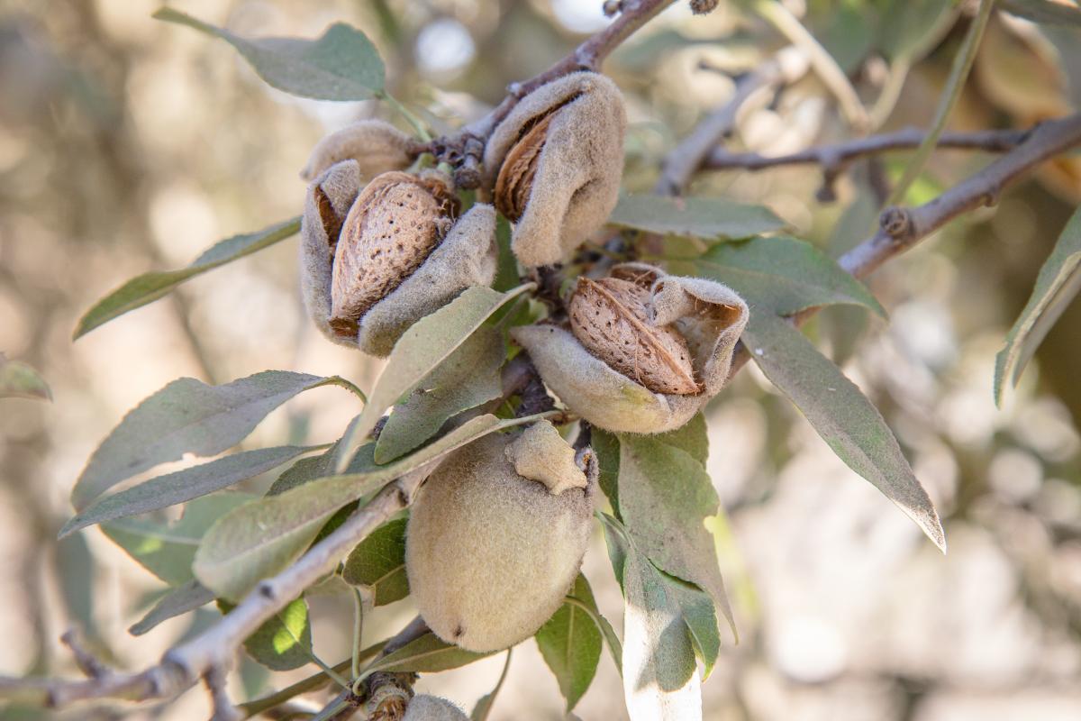 Requires special. Миндаль селекции 779. Almonds Garden.