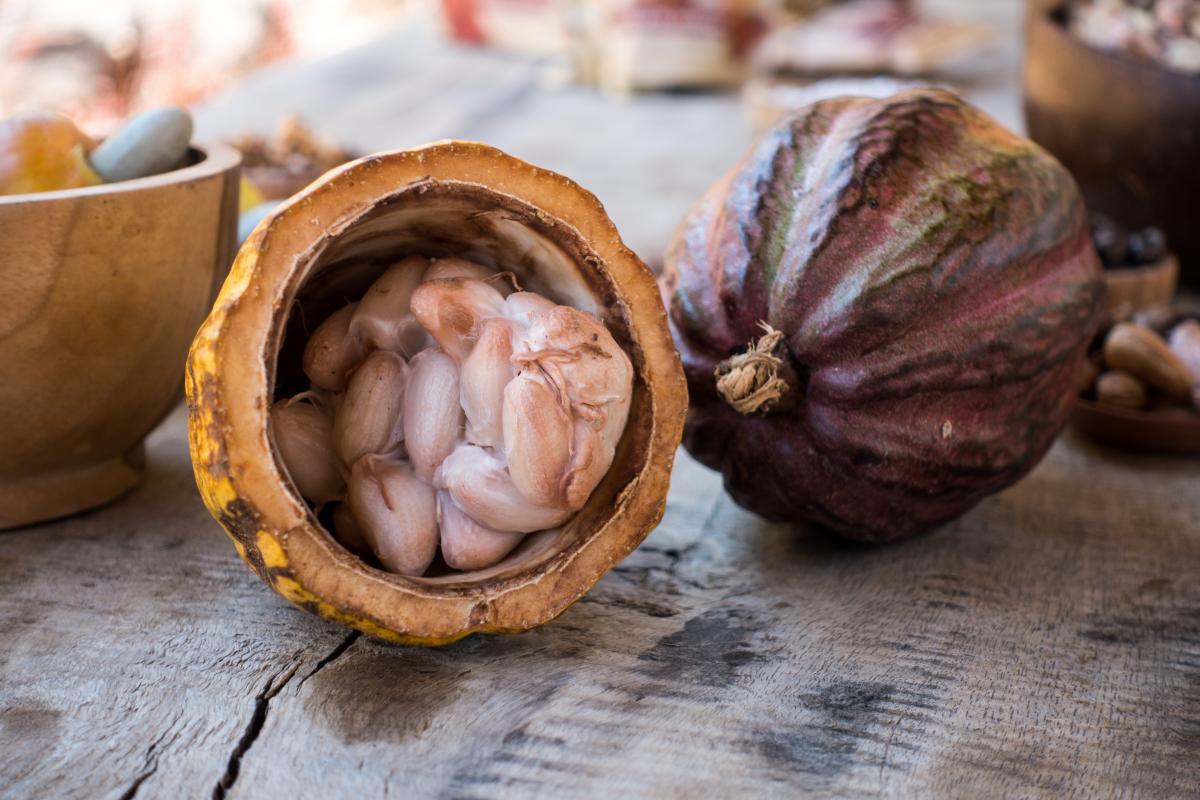 cacao pod cut in half to show beans inside