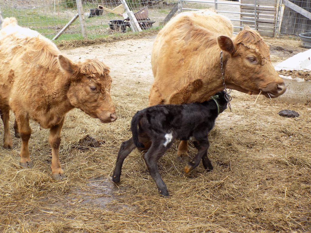 2-day old calf with mother.